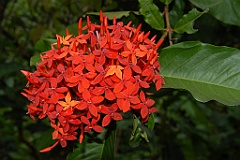 0203 Cairns Botanic Gardens